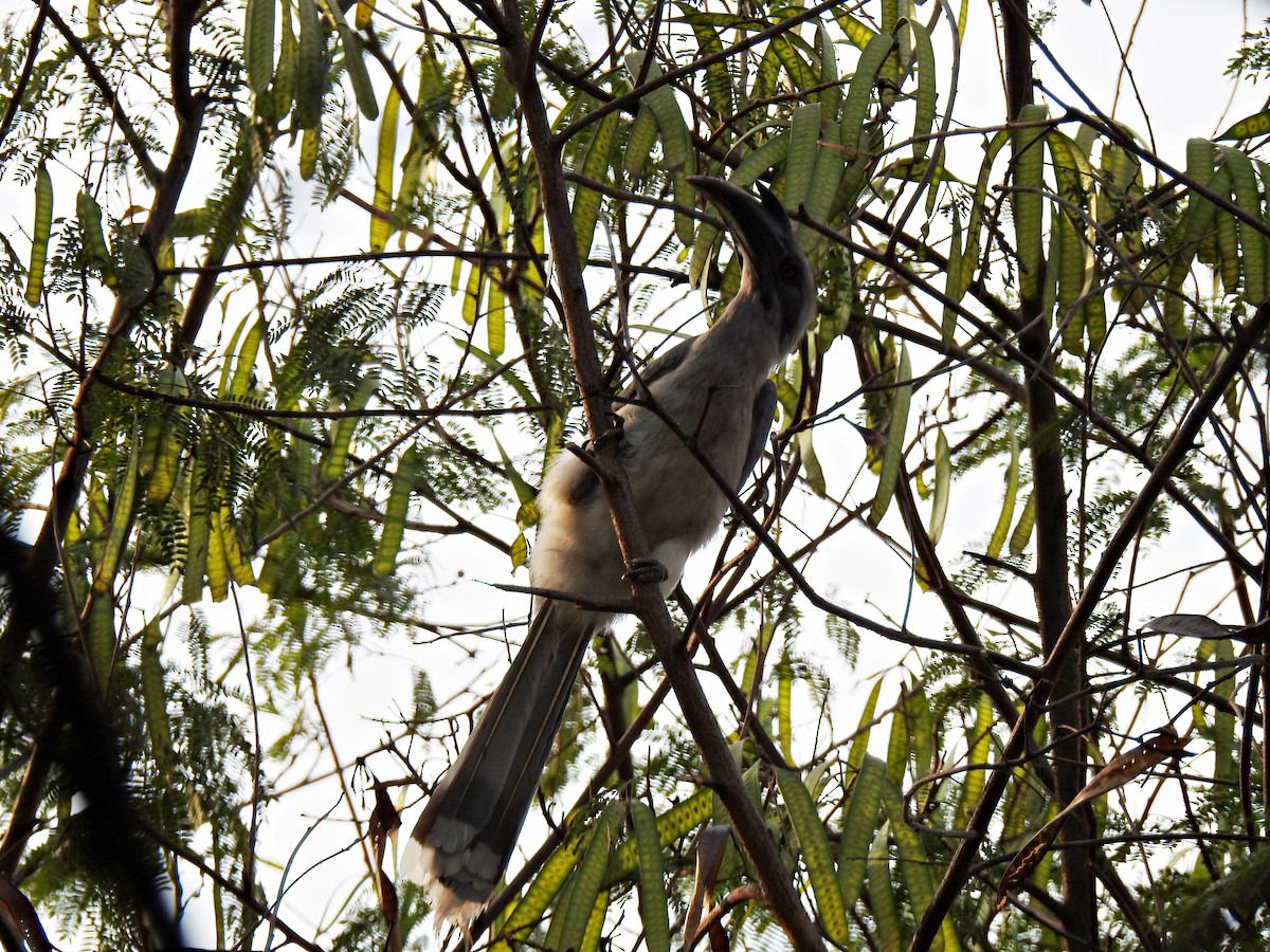 Indian Gray Hornbill - Fermin Jose