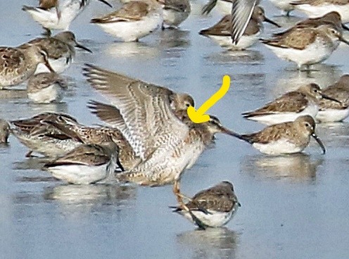 Long-billed Dowitcher - ML93861181