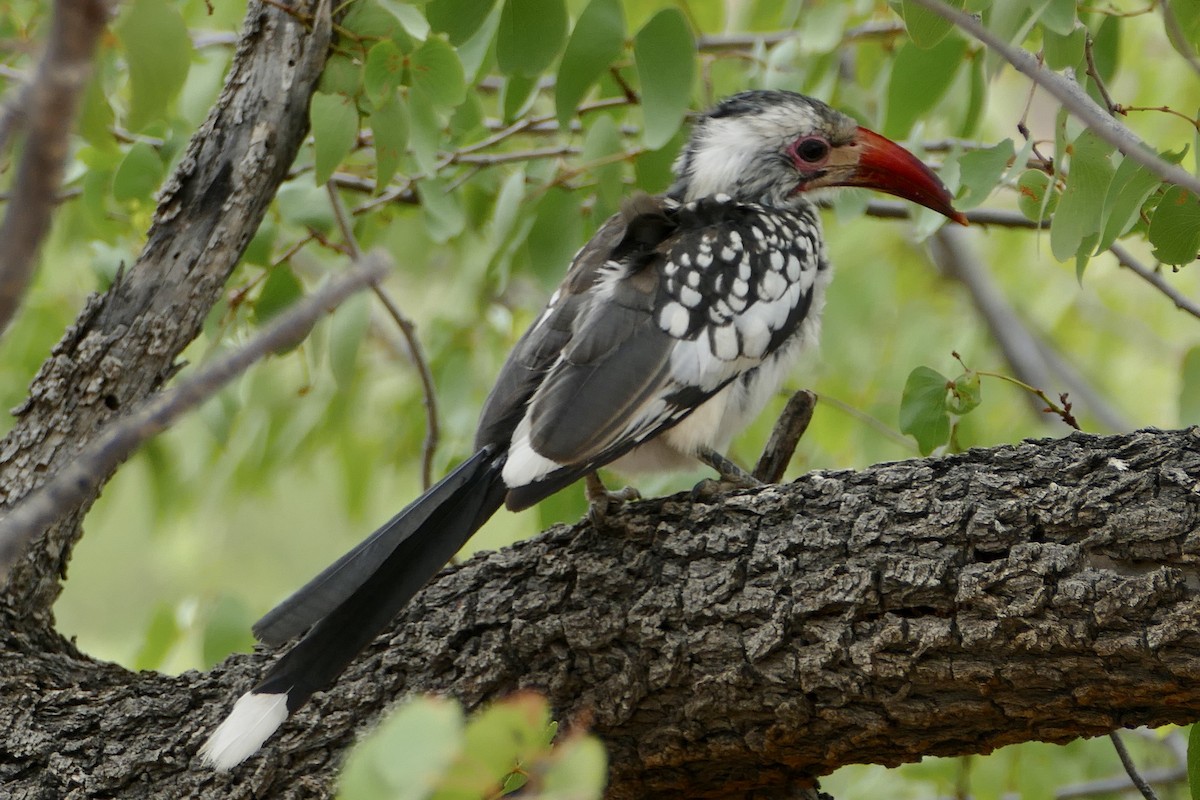 Southern x Damara Red-billed Hornbill (hybrid) - Peter Kaestner