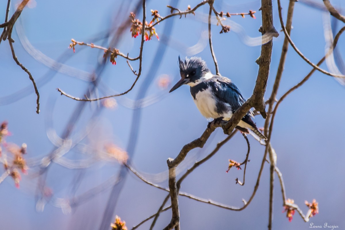 Belted Kingfisher - ML93862361