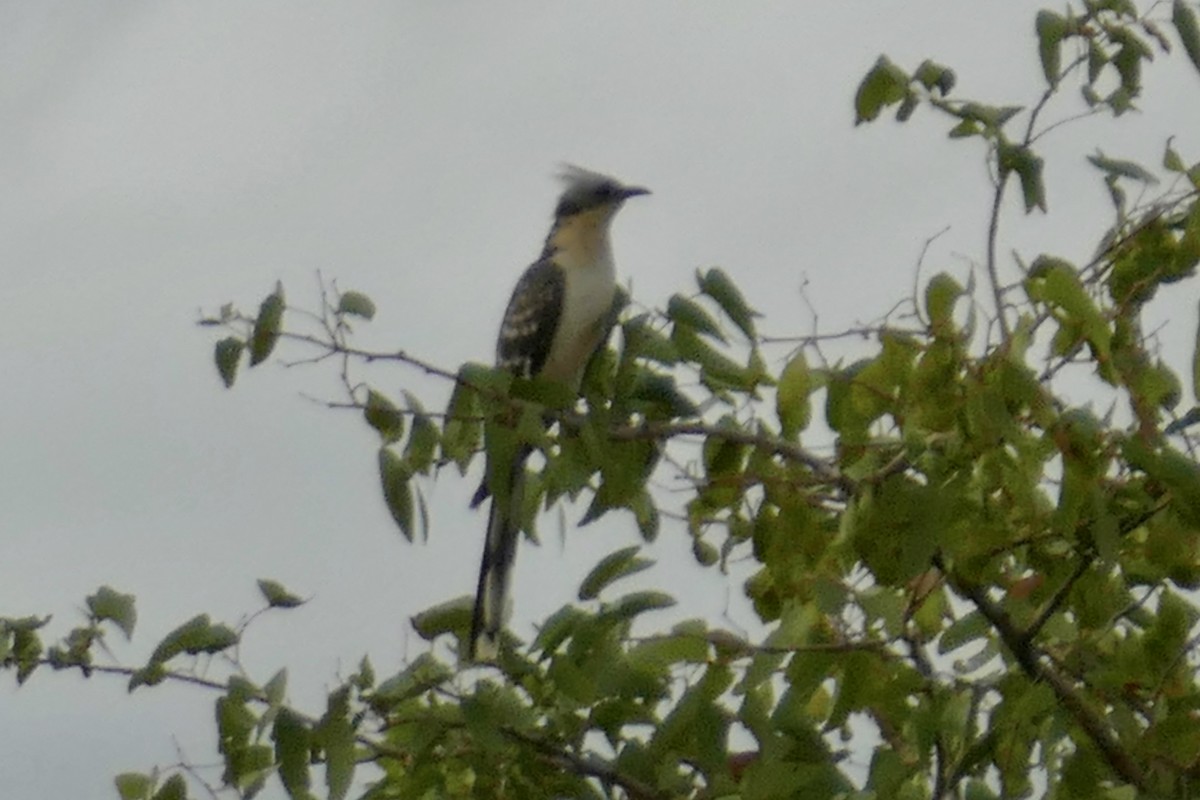 Great Spotted Cuckoo - ML93862651