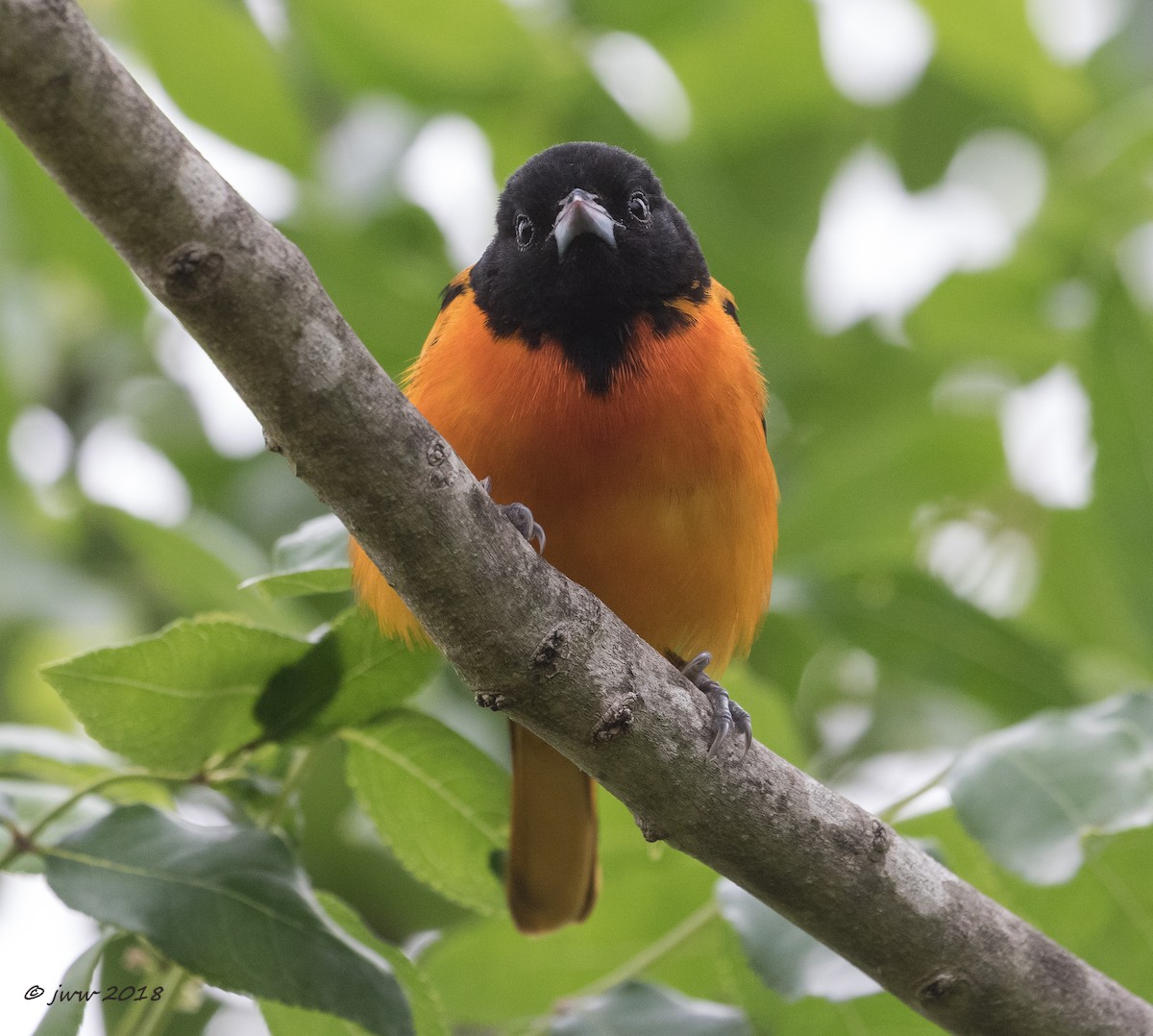 Baltimore Oriole - Janey Woodley