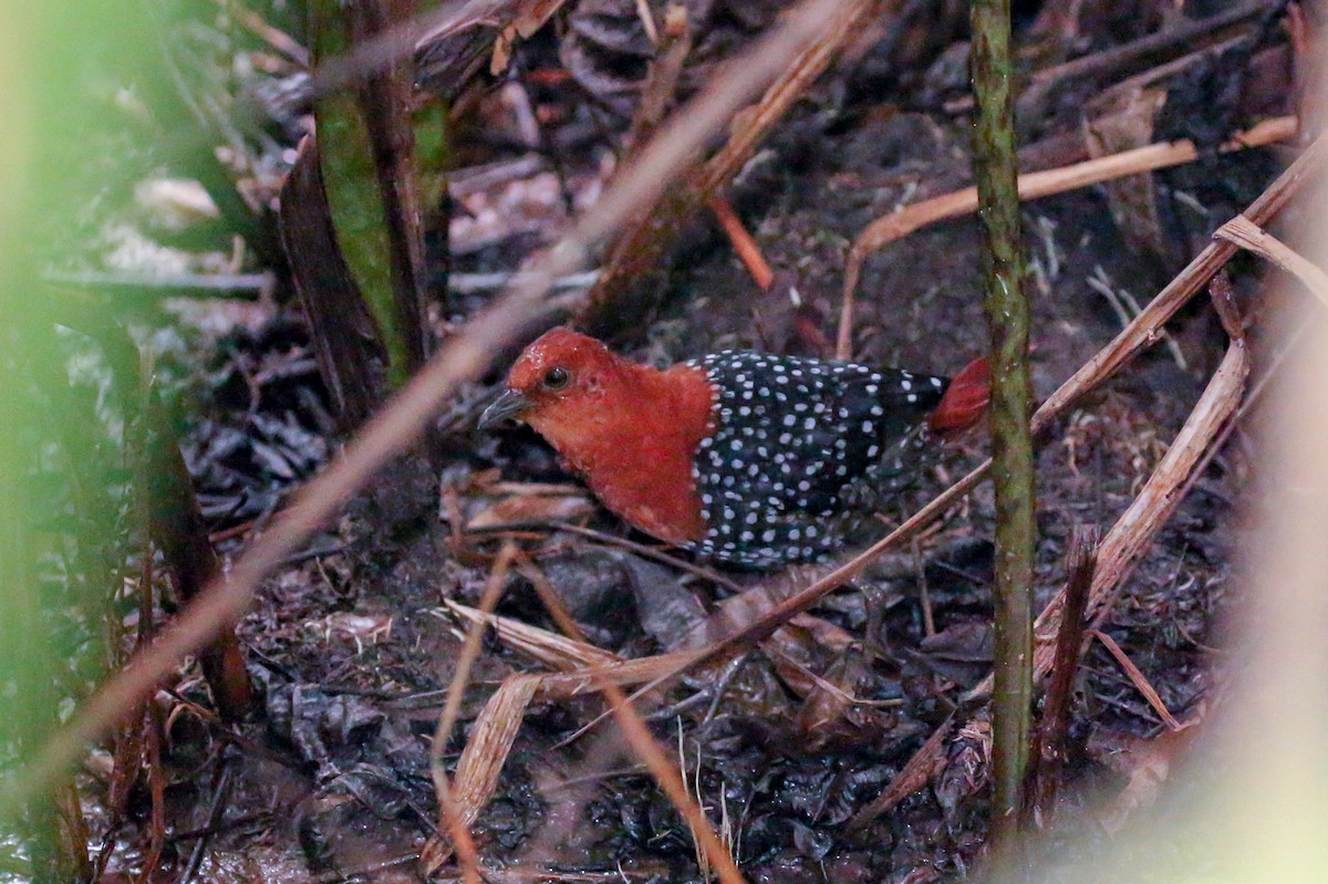 White-spotted Flufftail - ML93864521