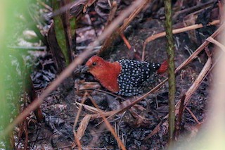  - White-spotted Flufftail