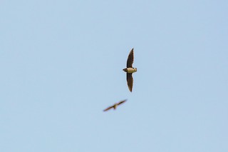  - Cassin's Spinetail