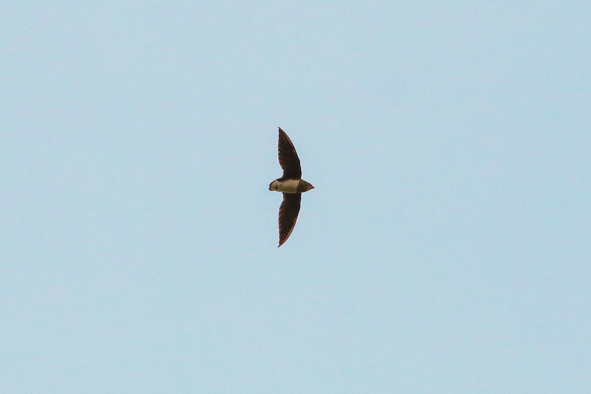 Cassin's Spinetail - ML93864781