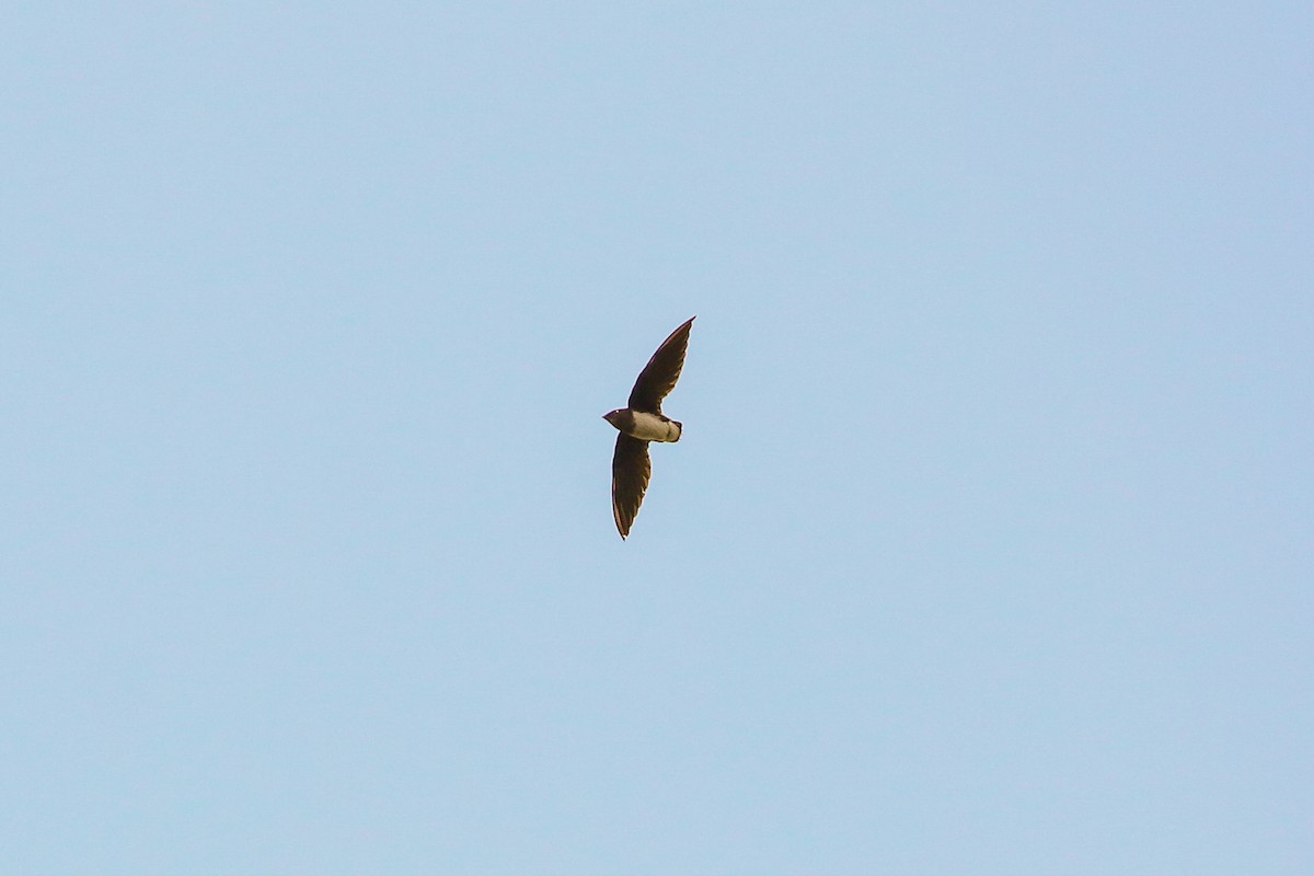 Cassin's Spinetail - ML93864821