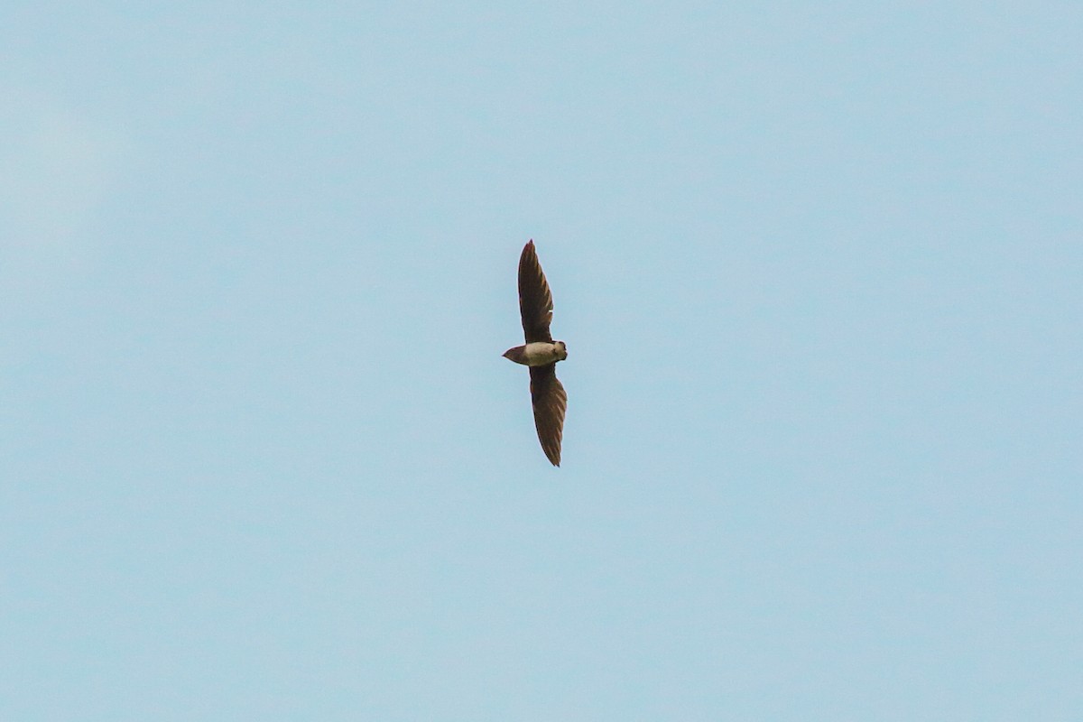 Cassin's Spinetail - ML93864881