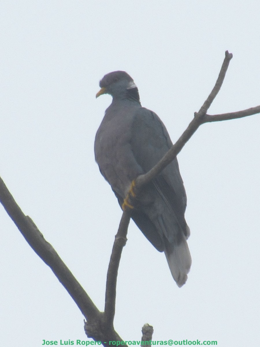Band-tailed Pigeon - ML93865411