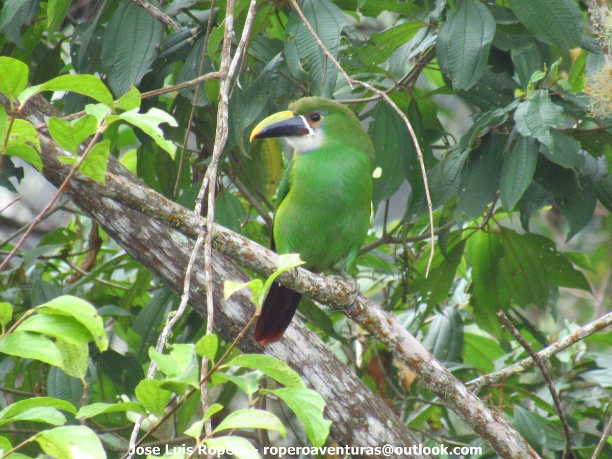 Southern Emerald-Toucanet (Andean) - ML93865711