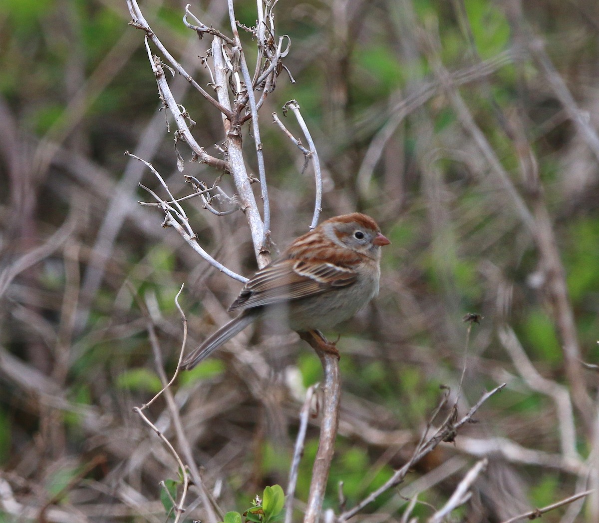 Field Sparrow - ML93871821