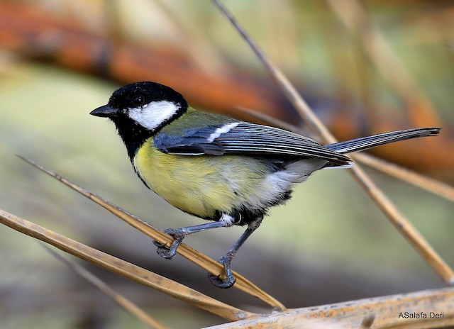 The Great Tit (Parus Major) Or Titmouse Is A Widespread And Common Species  Throughout Europe, The Middle East, Central And Northern Asia, And Parts Of  North Africa In Any Sort Of Woodland.