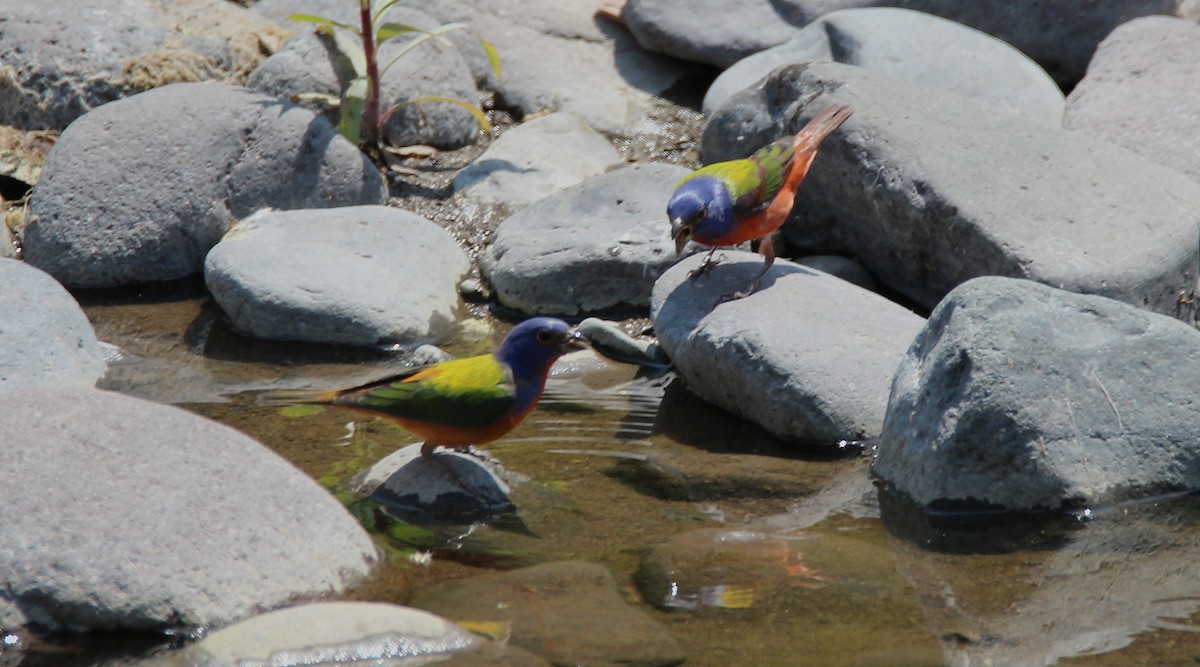 Painted Bunting - ML93874901
