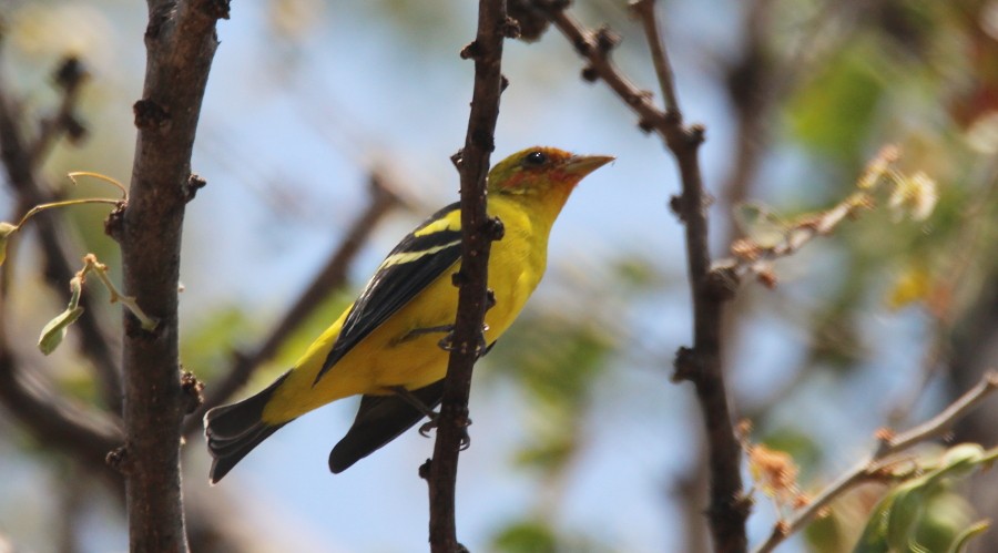 Western Tanager - ML93875511