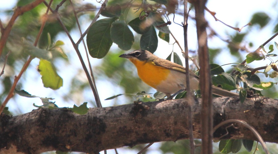 Yellow-breasted Chat (auricollis) - Paul Lewis