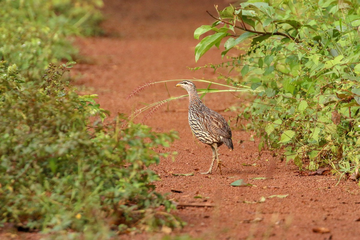 Double-spurred Spurfowl - ML93878991