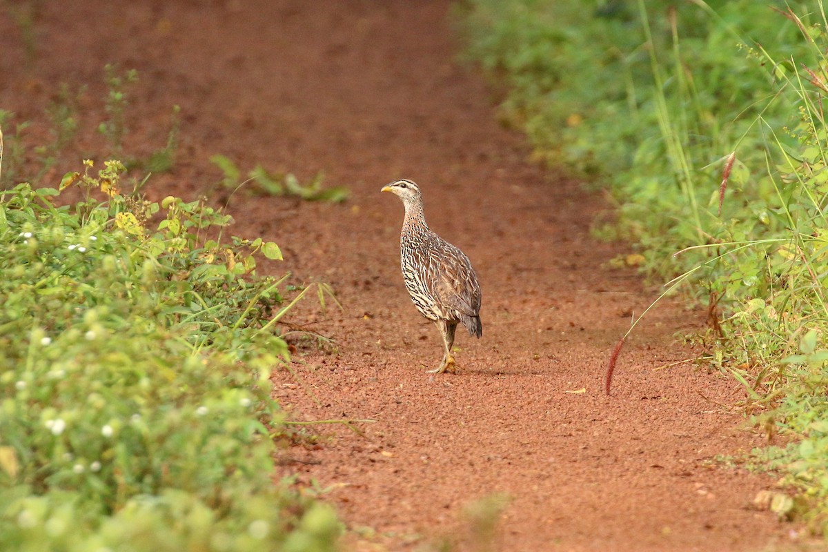 Double-spurred Spurfowl - ML93879021
