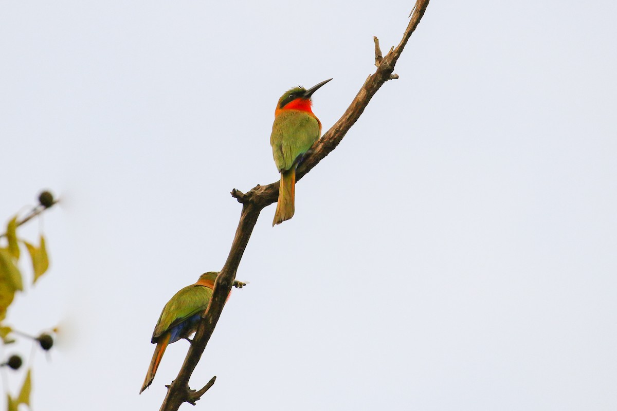Red-throated Bee-eater - ML93879111