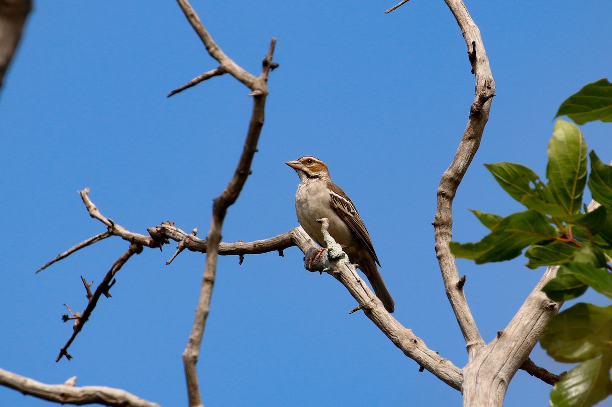 Chestnut-crowned Sparrow-Weaver - ML93879371