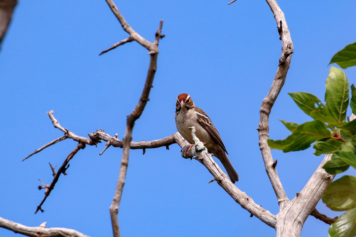 Chestnut-crowned Sparrow-Weaver - ML93879461