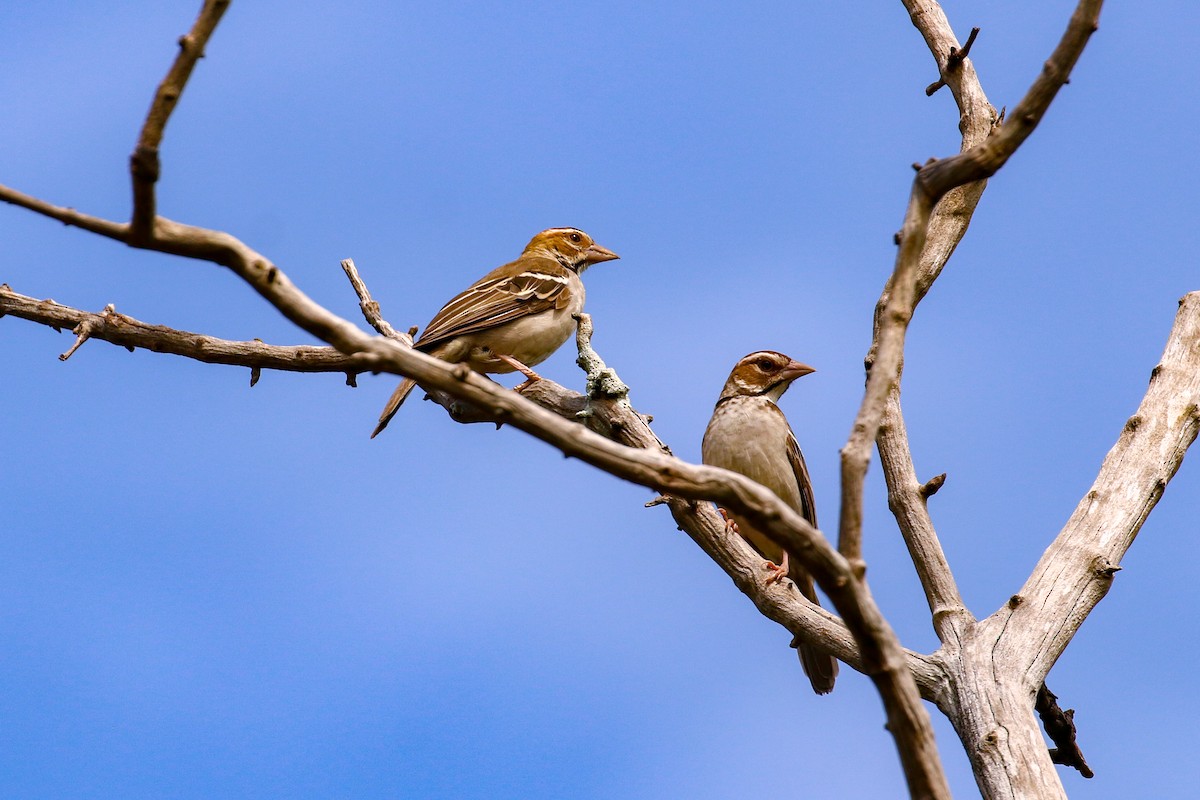 Chestnut-crowned Sparrow-Weaver - Tommy Pedersen