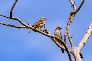  - Chestnut-crowned Sparrow-Weaver
