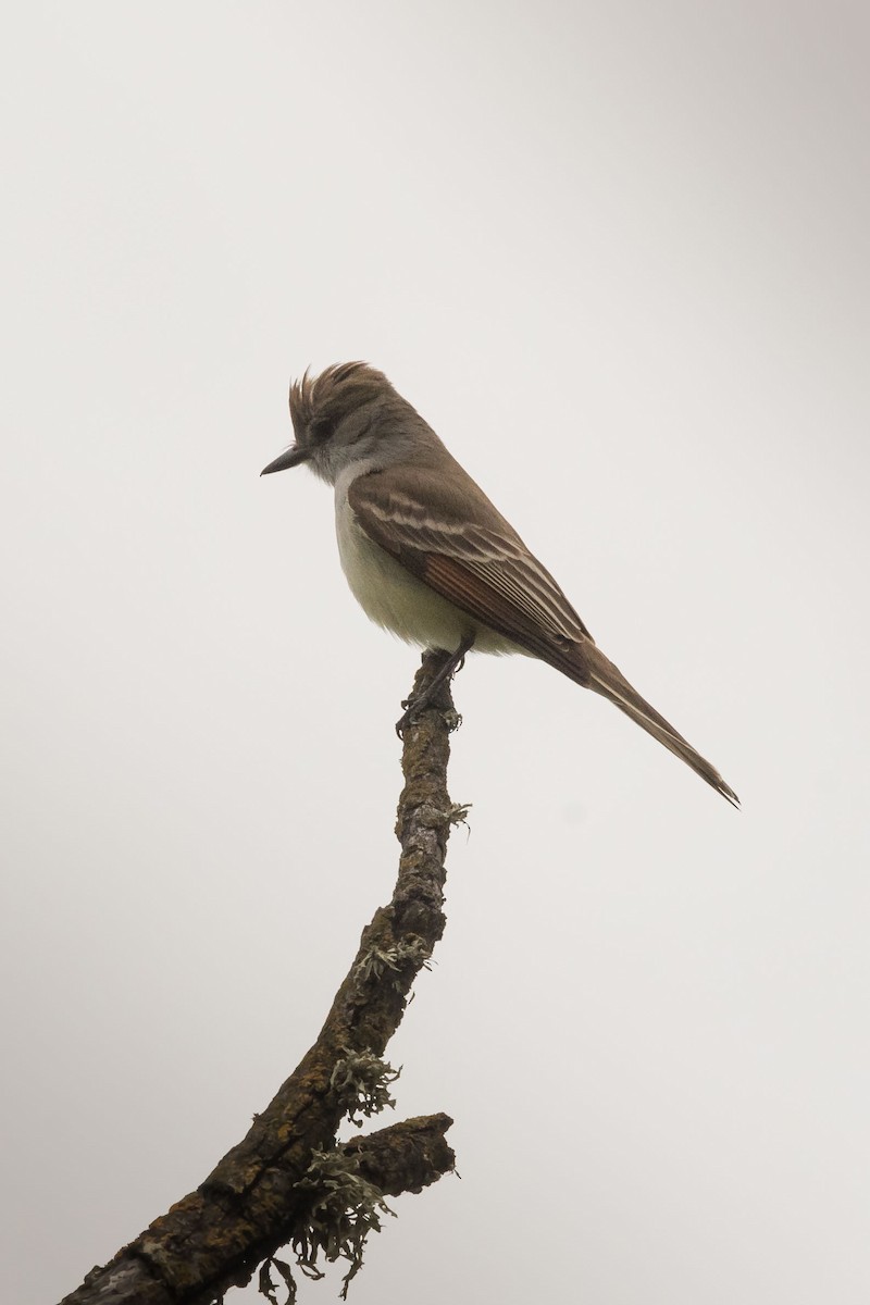 Ash-throated Flycatcher - Deb Ford