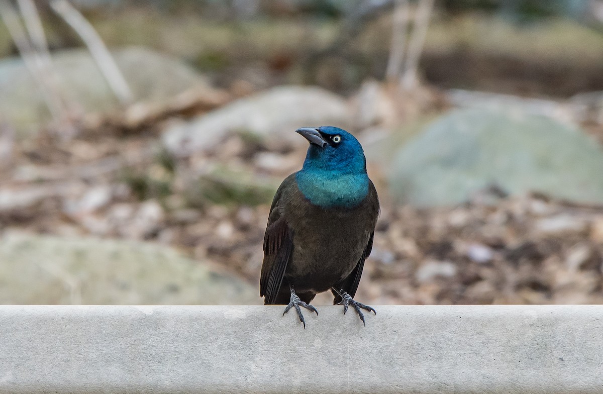 Common Grackle - Frank King