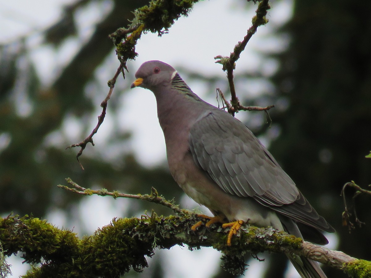 Band-tailed Pigeon - Sally Hill