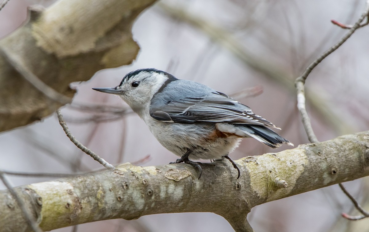 White-breasted Nuthatch - Frank King