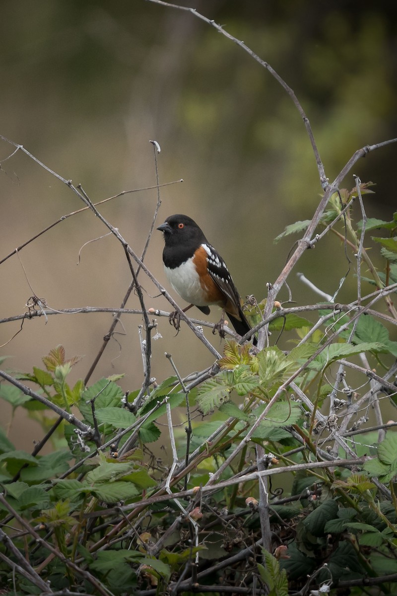 Spotted Towhee - ML93881161