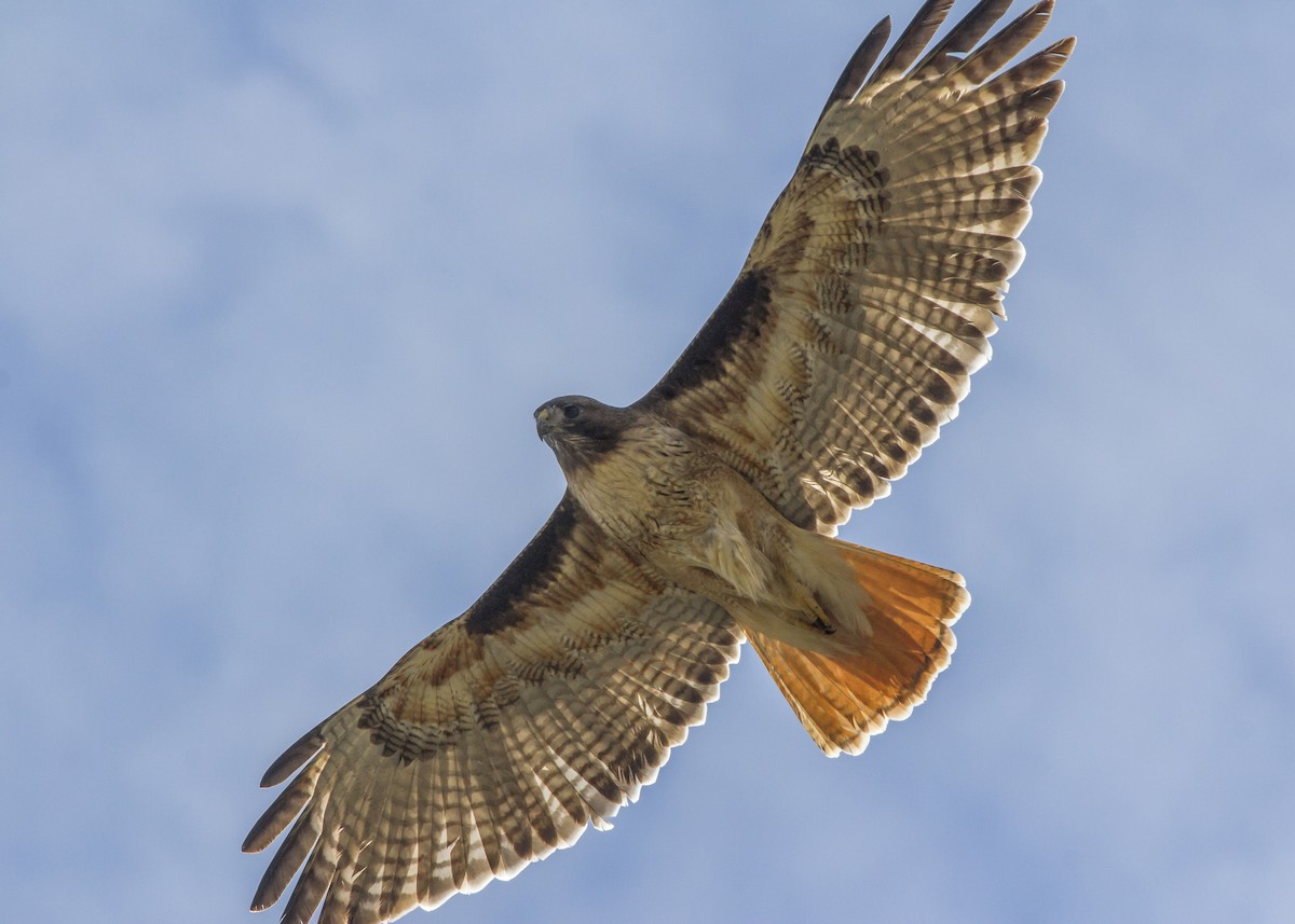 Red-tailed Hawk (calurus/alascensis) - Matthew Pendleton