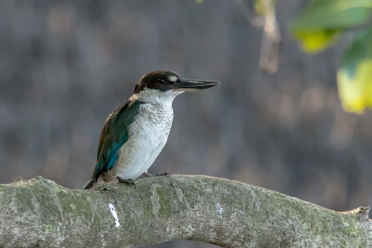 Torresian Kingfisher - Andrew Allen