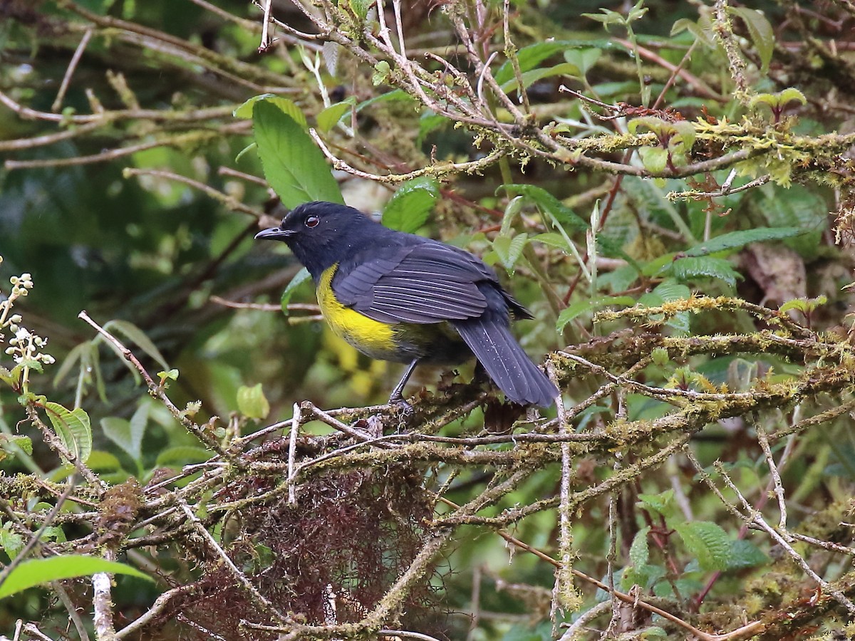 Black-and-yellow Silky-flycatcher - ML93883621