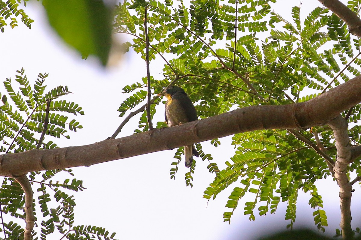 Yellow-throated Cuckoo - ML93885011