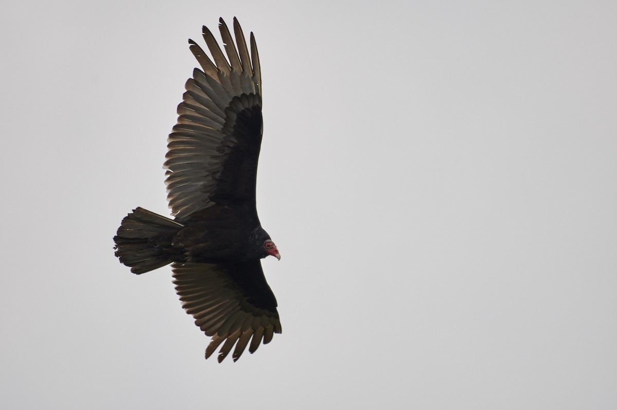 Turkey Vulture - ML93885381