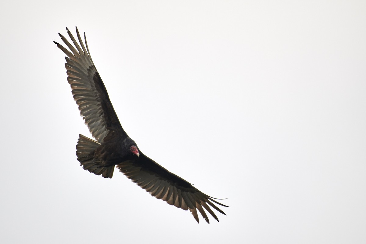 Turkey Vulture - ML93885391
