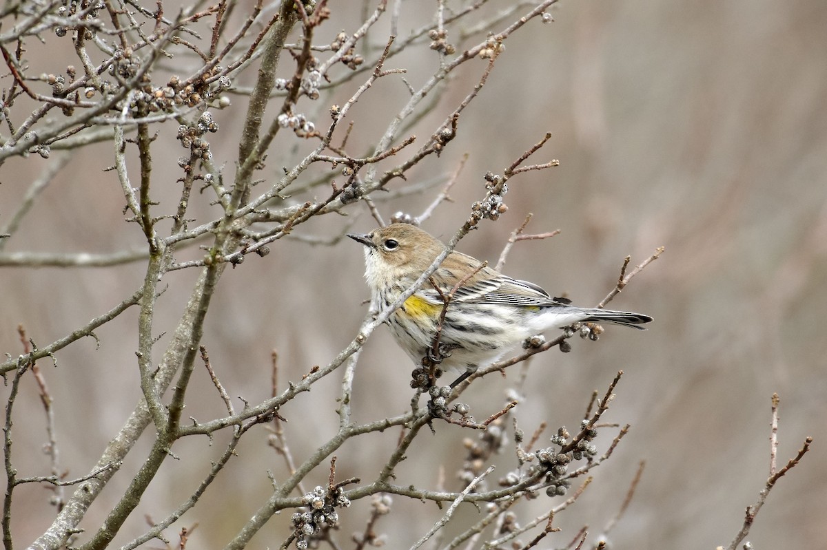 Yellow-rumped Warbler - S S Cheema