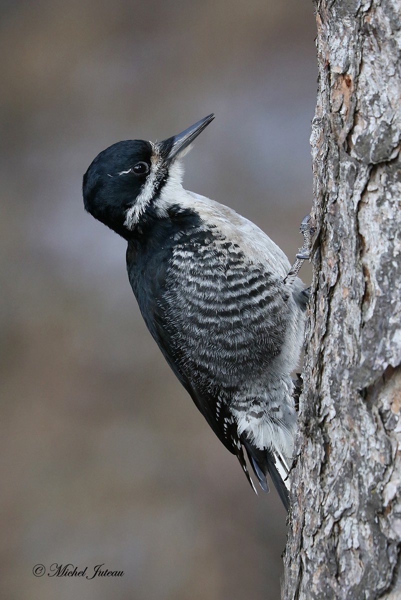 Black-backed Woodpecker - Michel Juteau