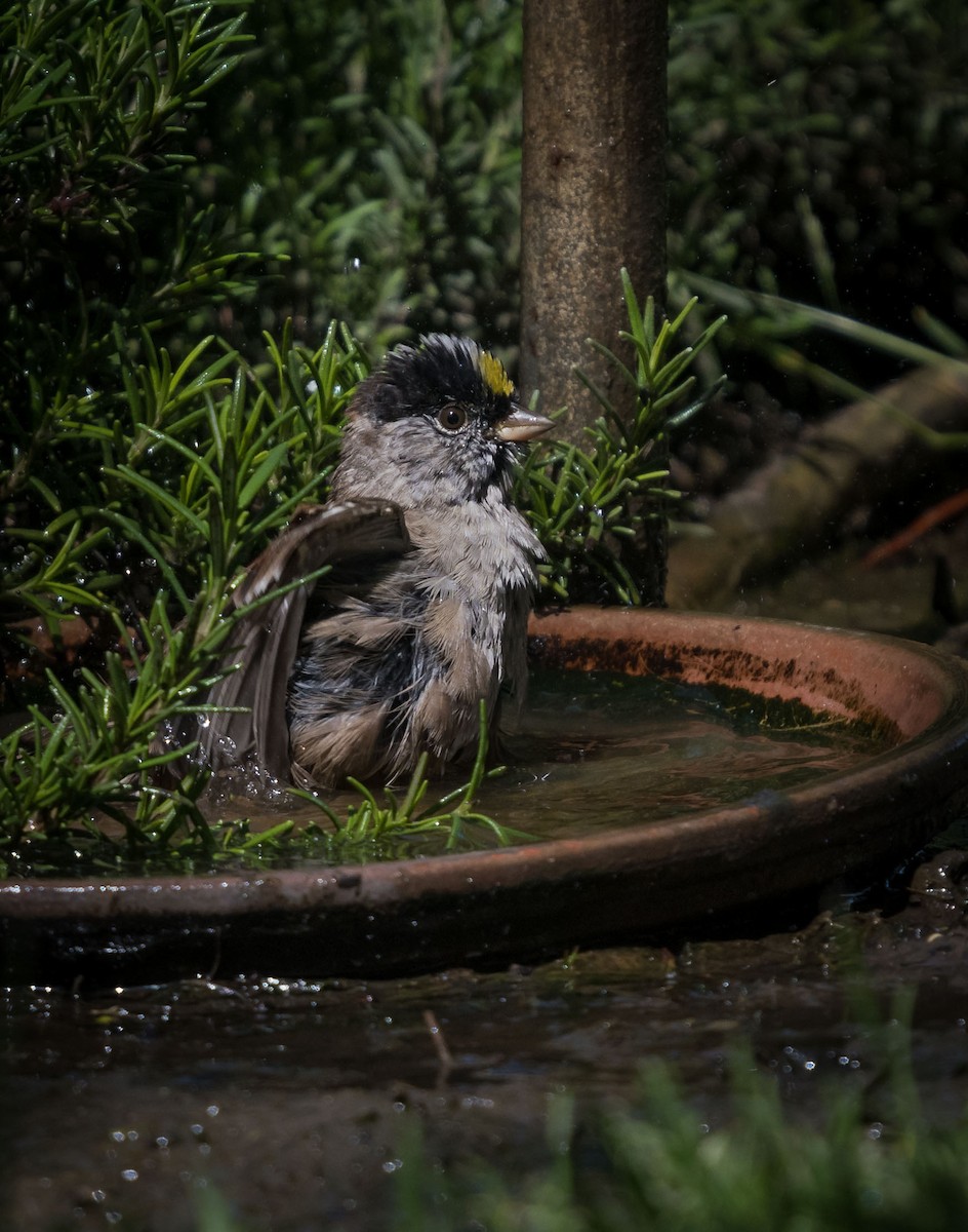 Golden-crowned Sparrow - ML93889481