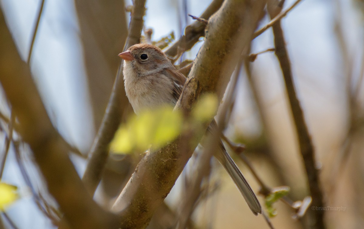 Field Sparrow - ML93892141