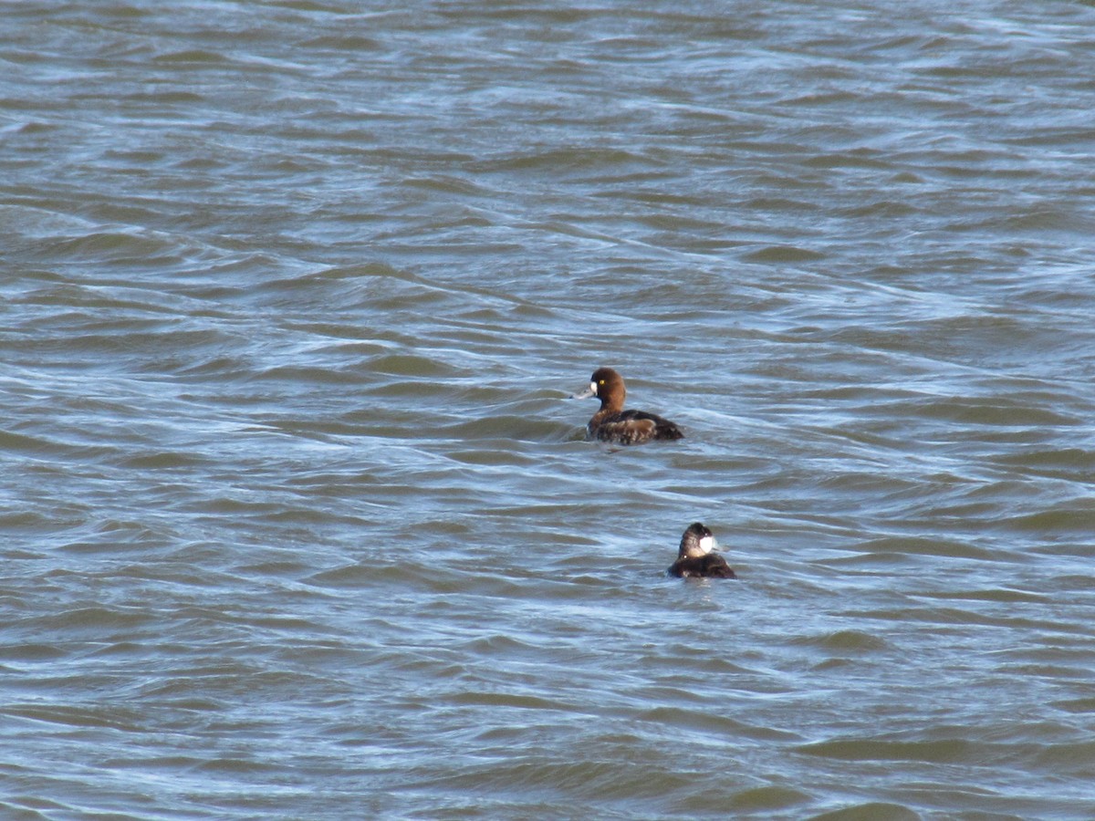 Greater Scaup - ML93892501