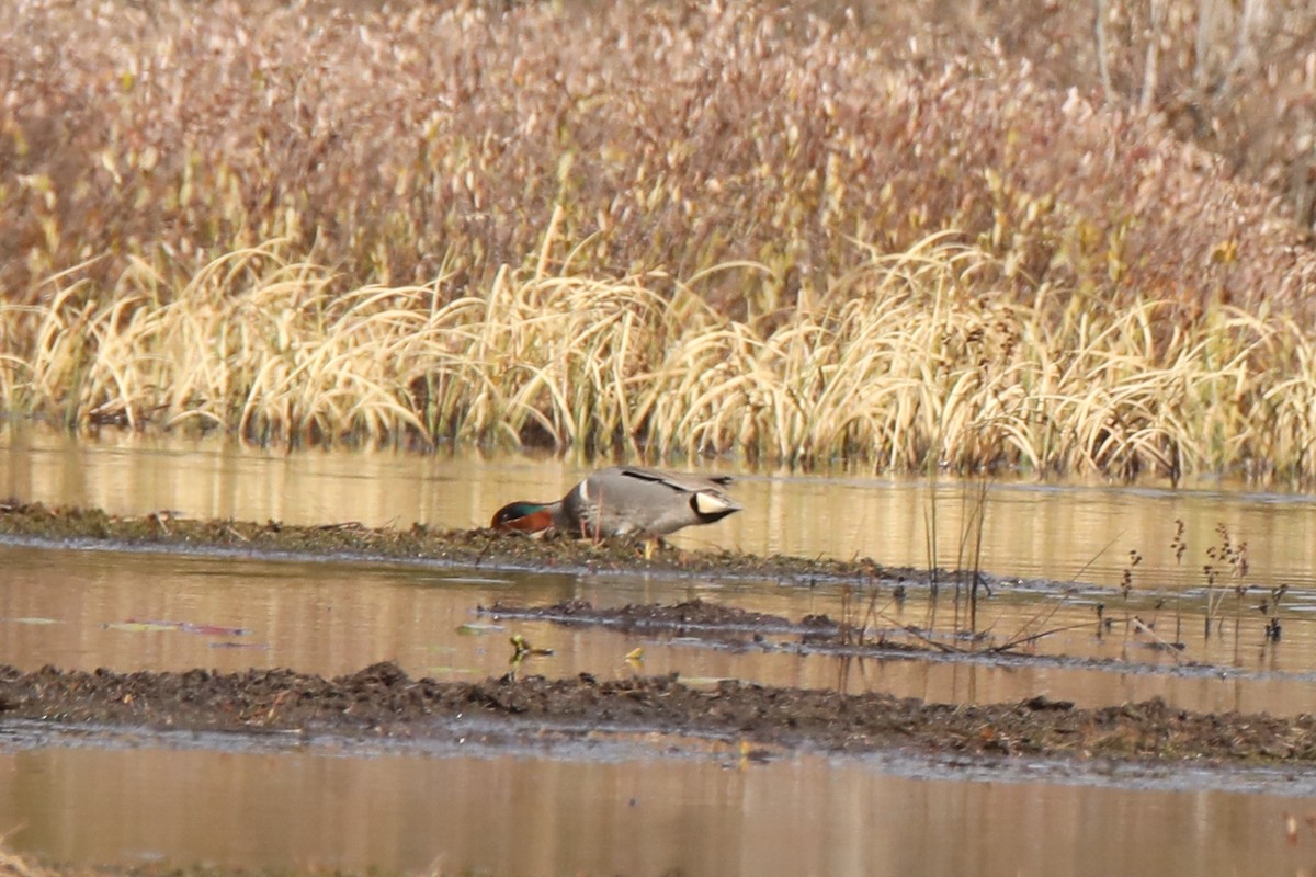 Green-winged Teal - ML93893291