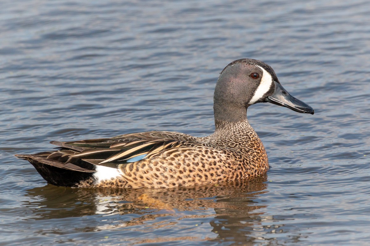 Blue-winged Teal - ML93894991