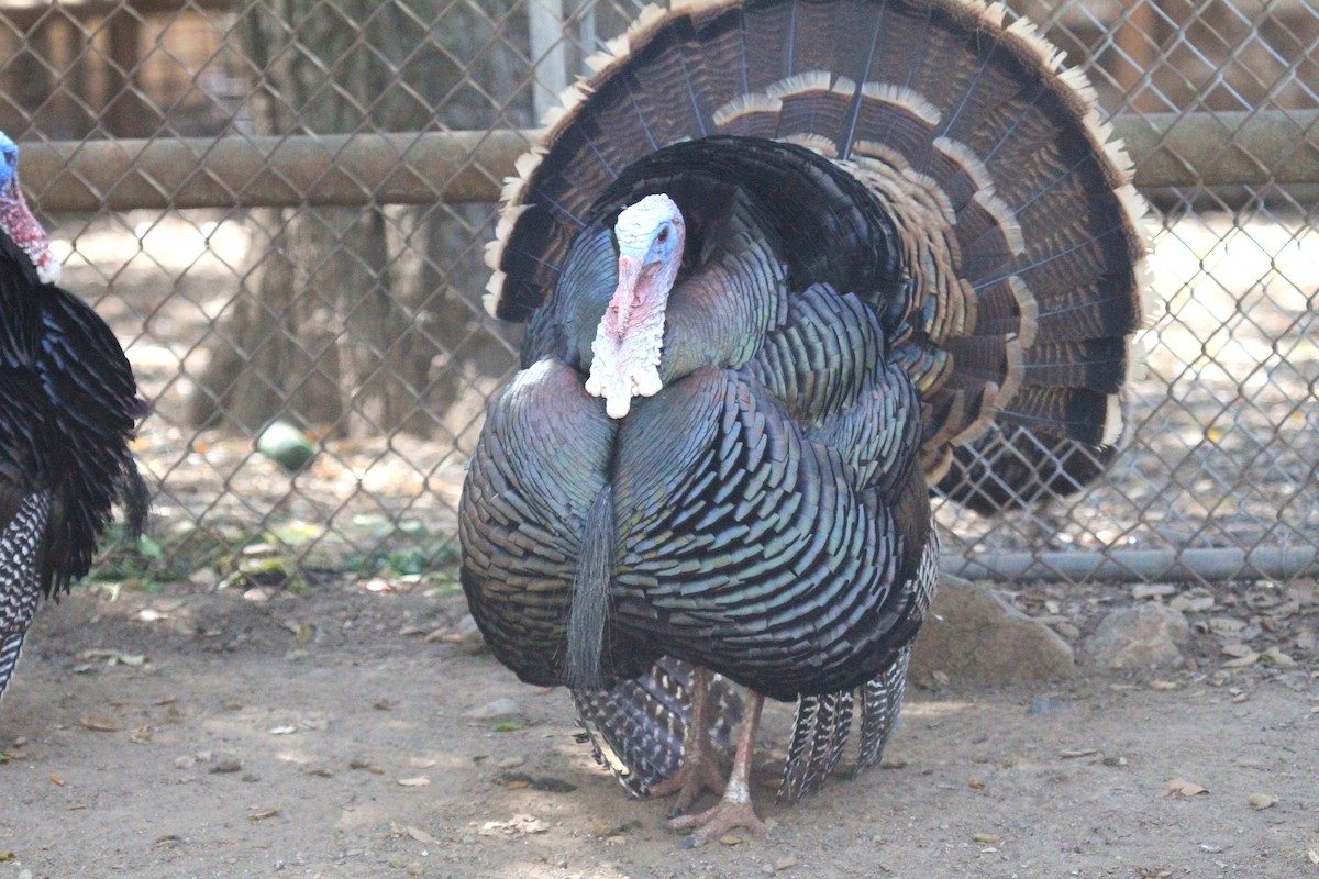 Wild Turkey (Domestic type) - ML93895451