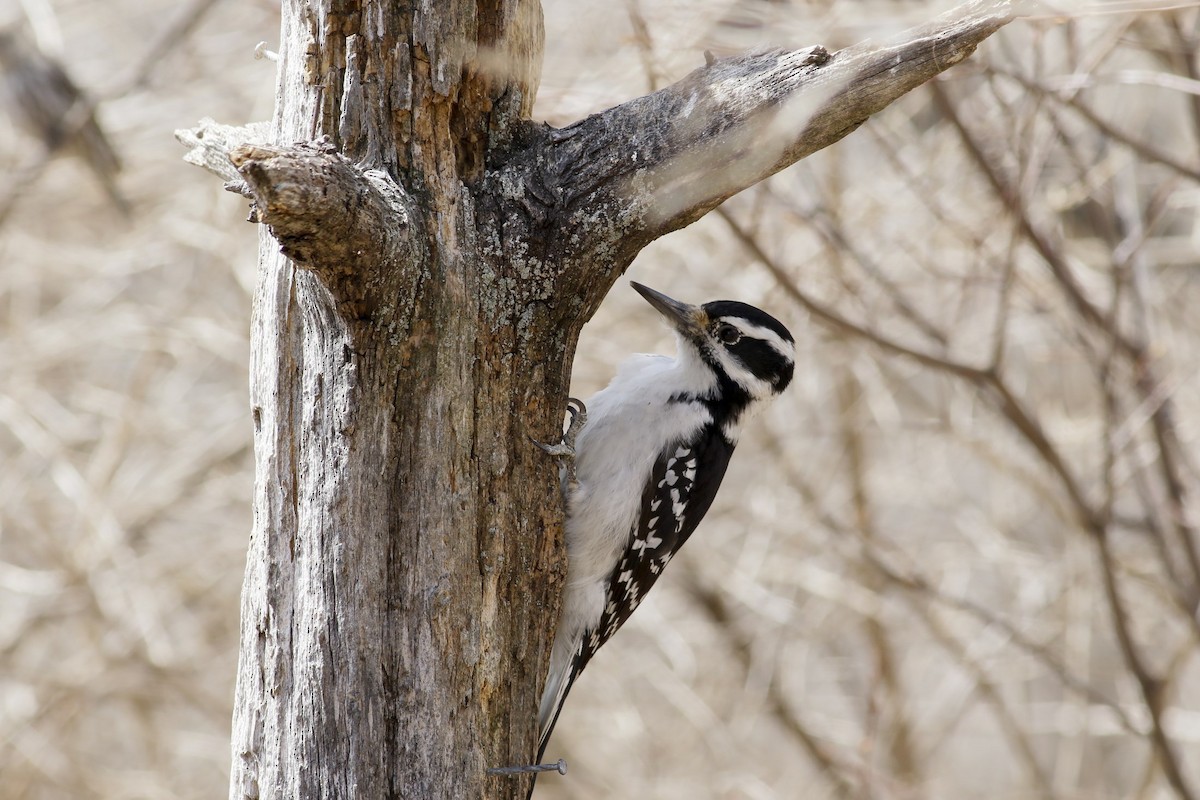 Hairy Woodpecker - Phillip Odum