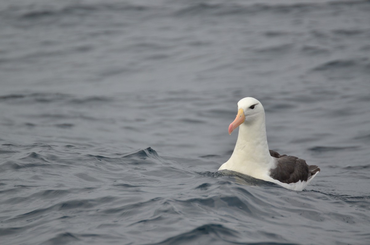 Black-browed Albatross - ML93898881