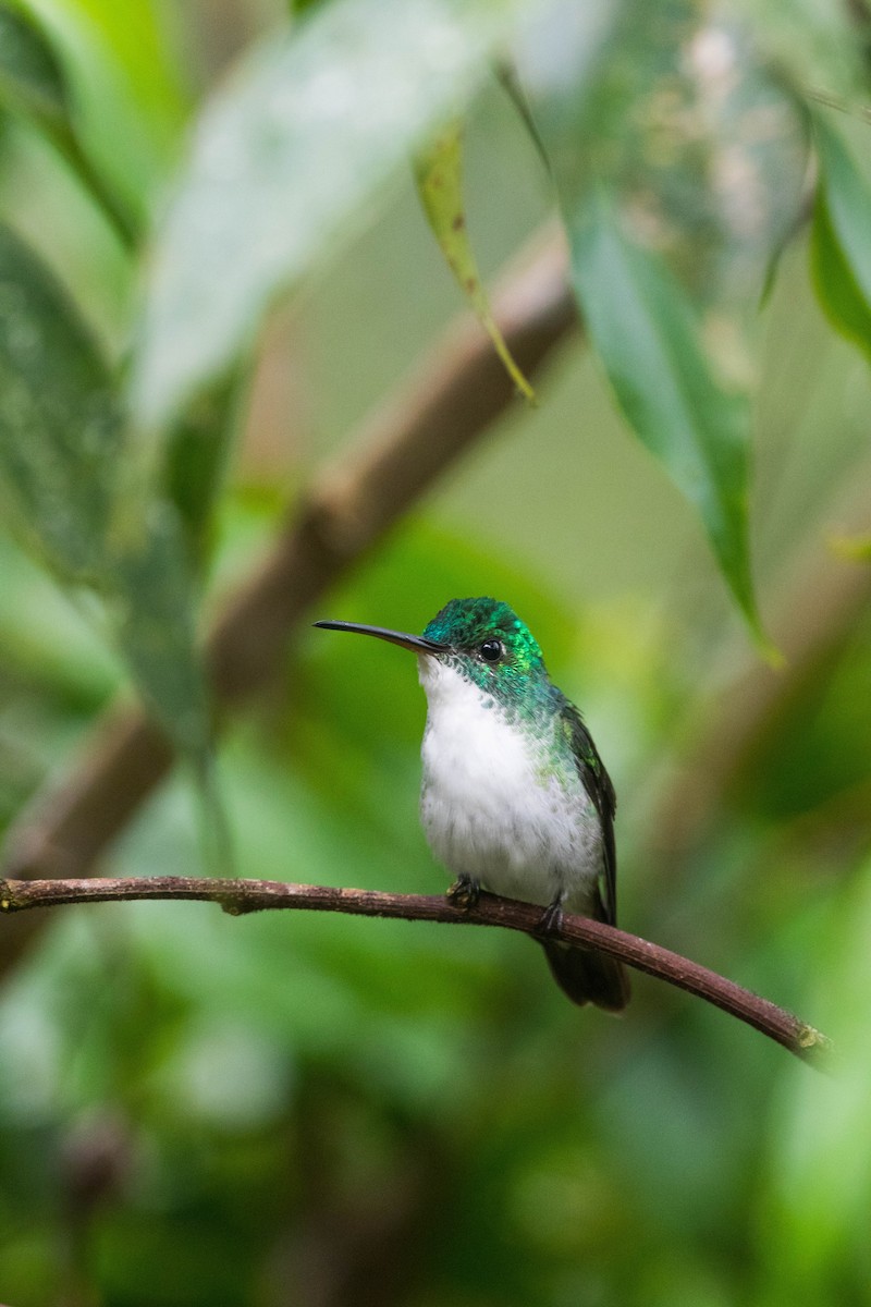 Andean Emerald - Jack Rogers