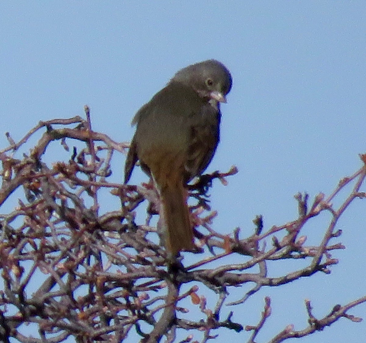 Fox Sparrow (Slate-colored) - Don Glasco