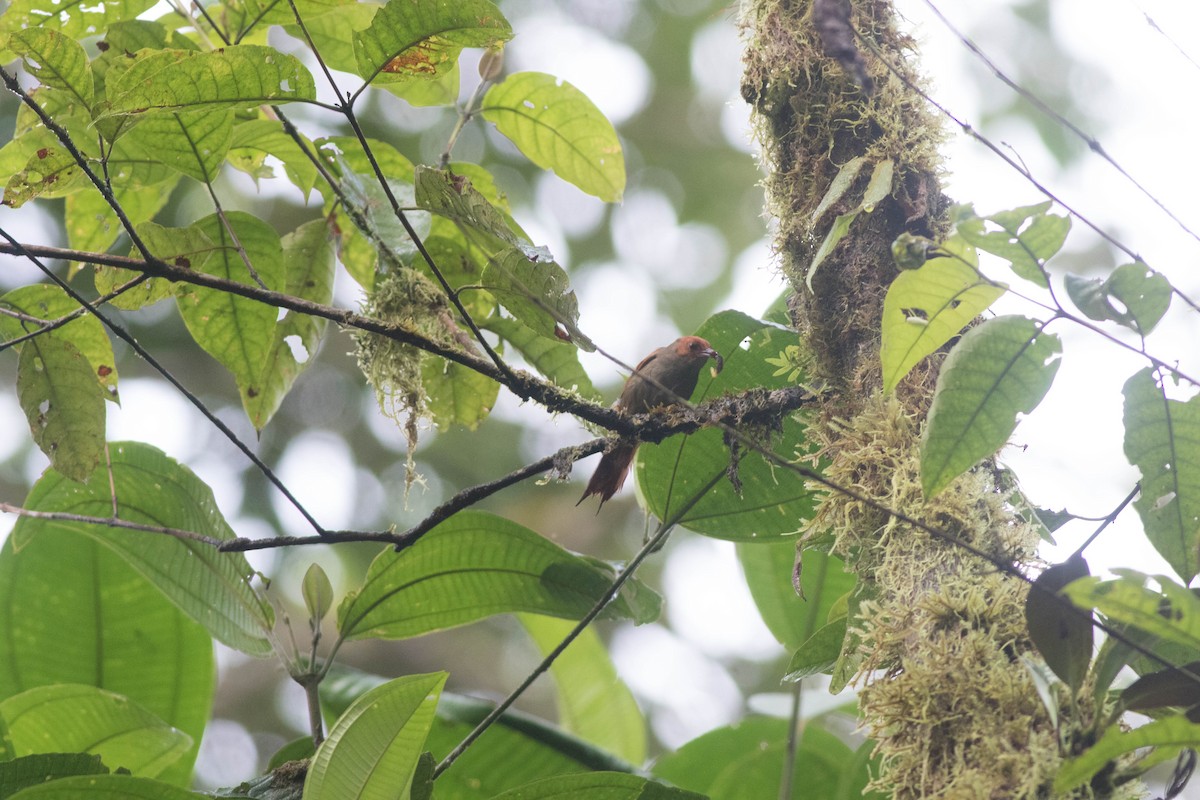 Red-faced Spinetail - ML93900081
